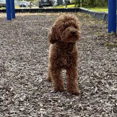 Toy Poodle, View more