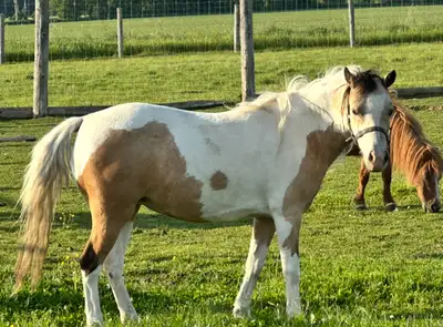 AMHR/ASPC Mare, View more