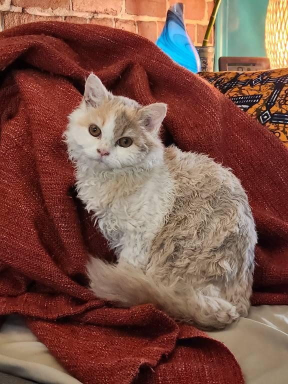 Selkirk Rex Cat dans Chats et chatons à adopter  à Ville de Montréal - Image 2