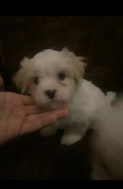 ShihTzu puppies, View more