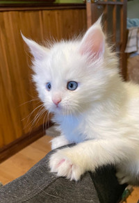 Maine Coon Kitten