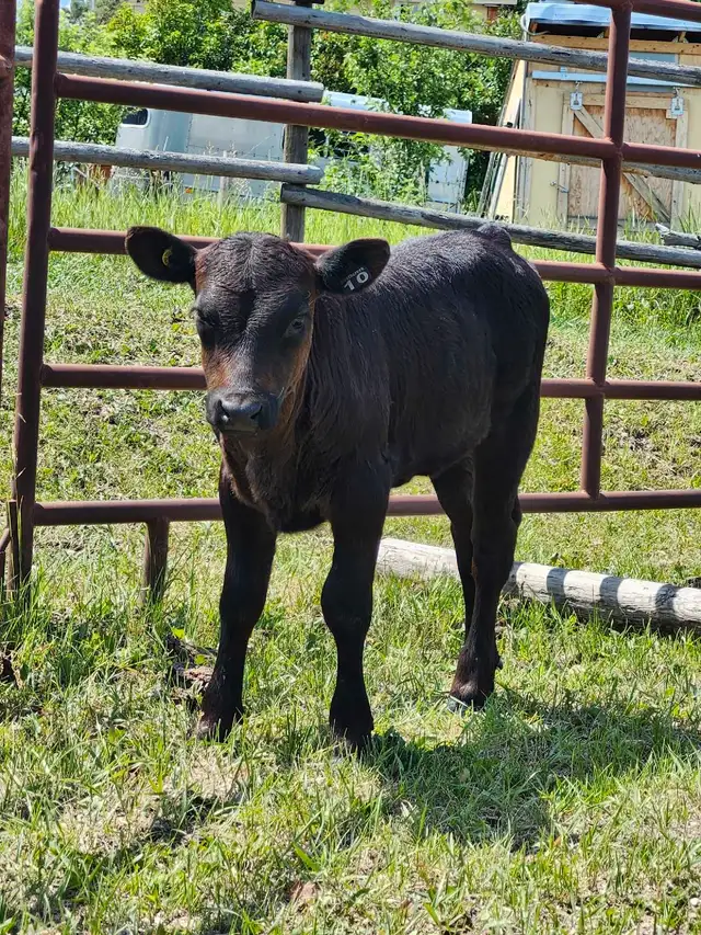 dexter cow/calf pair and yearling heifer in Livestock in Cranbrook - Image 6