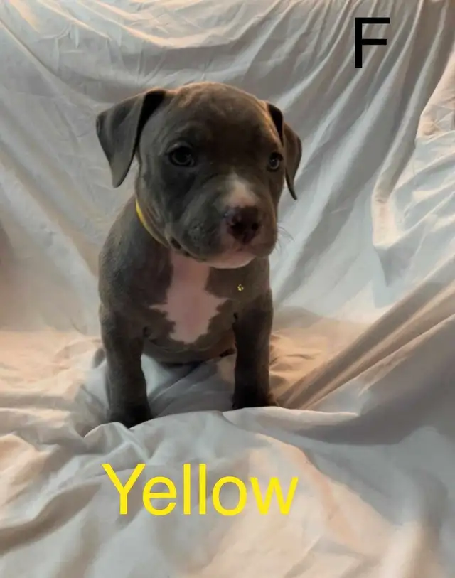 Purebred Puppies in Dogs & Puppies for Rehoming in Ottawa - Image 8