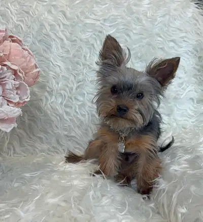 Purebred yorkie puppy, View more