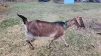 Nubian x saanen milking goat