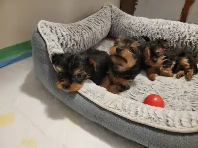 Yorkshire Terrier Puppies - Purebred - only 1 Girls Left, View more
