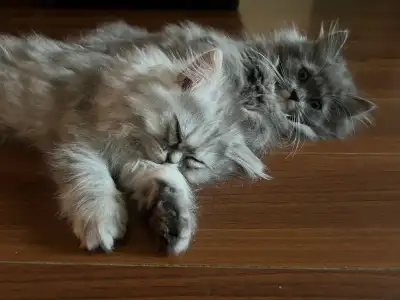 Ragdoll / Persian Mix , View more