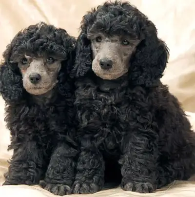 Silver mini poodle pups, View more