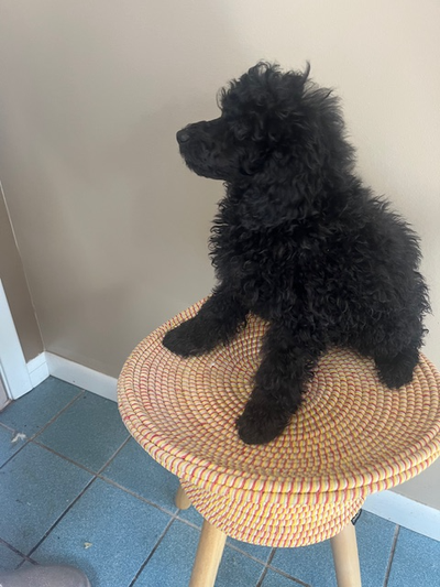 Miniature Poodle Puppies, View more