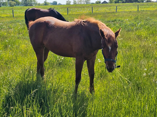 2022 quarter horse chesnut filly in Horses & Ponies for Rehoming in Hamilton