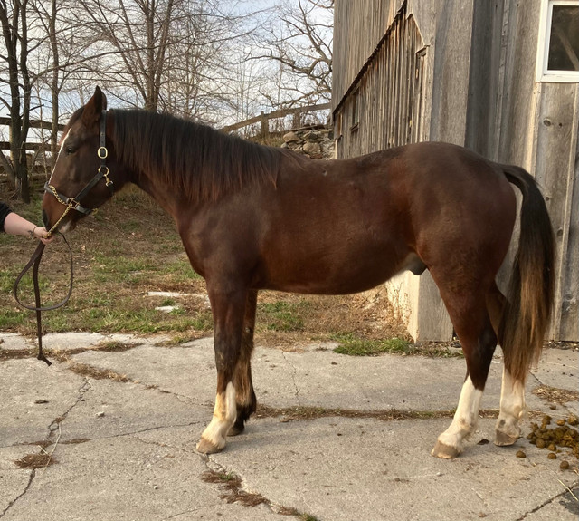 Clyde/TB Gelding coming 2 year old in Horses & Ponies for Rehoming in Oshawa / Durham Region - Image 3