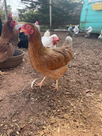 4 hens available 