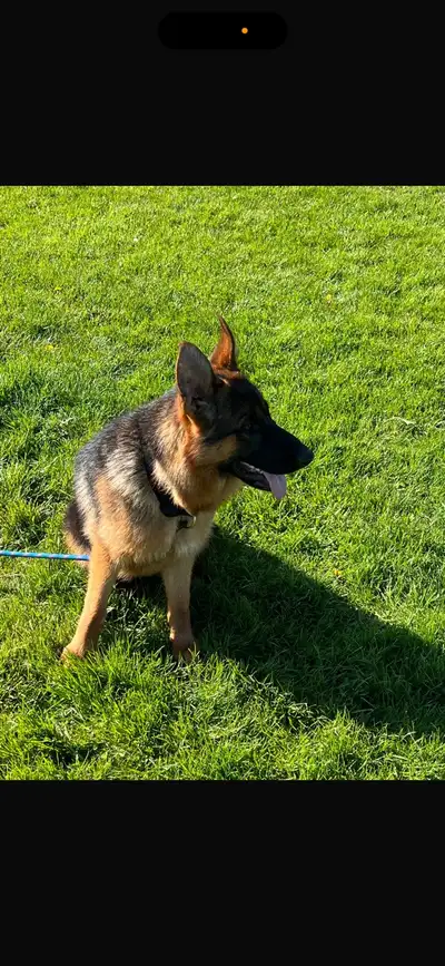 German Shepard Female dog, View more