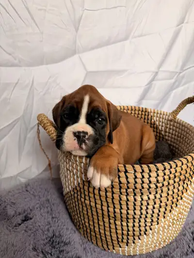 purebred European boxer puppies, View more