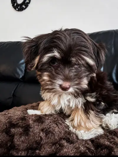 Chocolate Havanese female available to the right home., View more