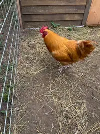  Buff Orphington rooster