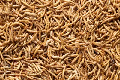 Live Mealworms For Sale