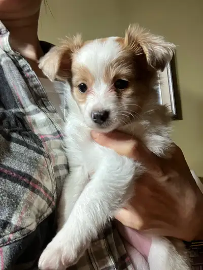 Papillon mini Aussie puppies , View more