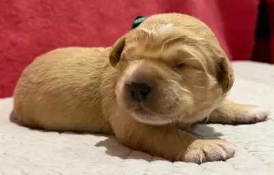 Golden Labrador Springer puppies, View more