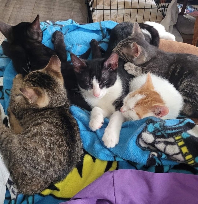 Kittens ready for their new homes Cats & Kittens for Rehoming