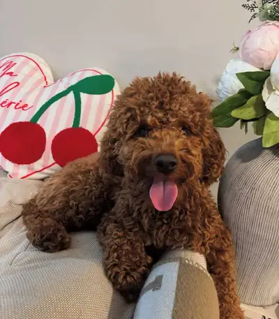 I’m looking to rehome my 7-month-old male mini poodle with a beautiful dark red coat. Teddy is healt...