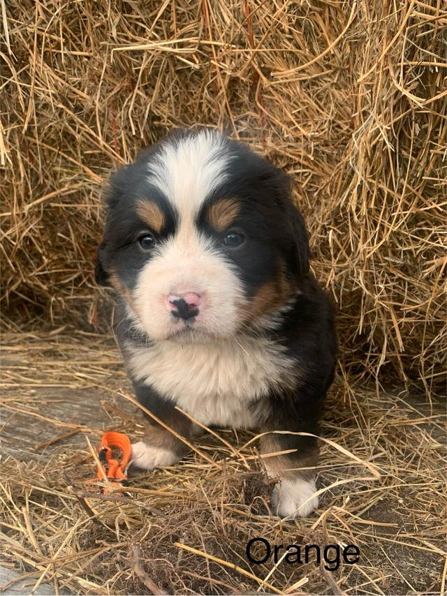 Adorable Bernese Mountain Pups. $750 in Dogs & Puppies for Rehoming in Leamington - Image 3