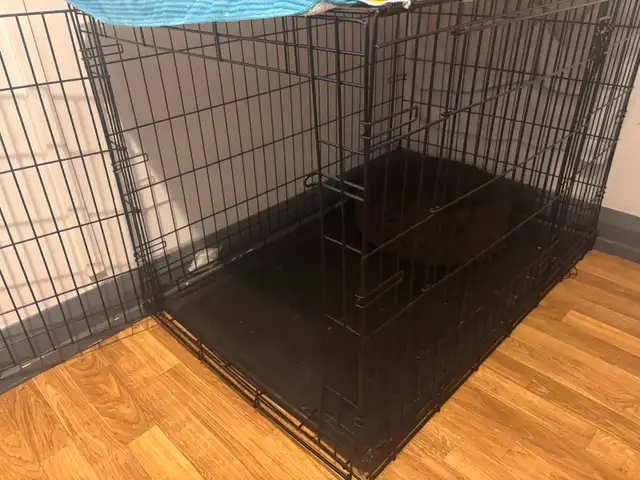 XL dog crate in Other in City of Toronto - Image 3
