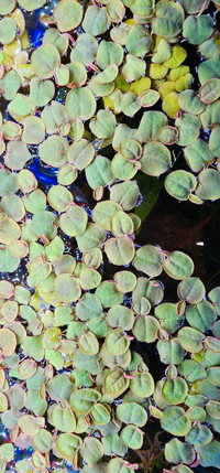 Red root floaters