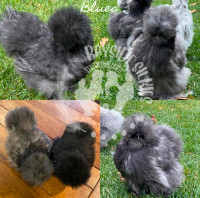 Silkies bred to SOP! Purebred bearded hatching eggs
