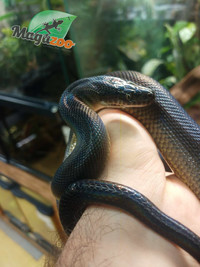 Python d'eau australien / Australian water python