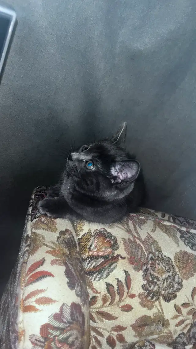 Male Black kitten with blue eyes  in Cats & Kittens for Rehoming in City of Montréal - Image 11