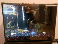 20 US Galon Aquarium with all equipments