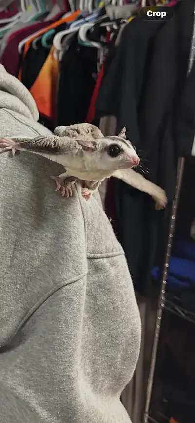 sugar gliders for sale, View more