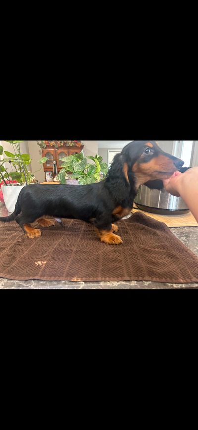 CKC Reg’d Mini Longhairs Dachshund, View more