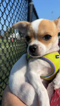 Chihuahua Puppy Female Absolute Beauty (One Left of 5)
