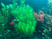 Pogostemon Erectus Live Fish aquarium Plants