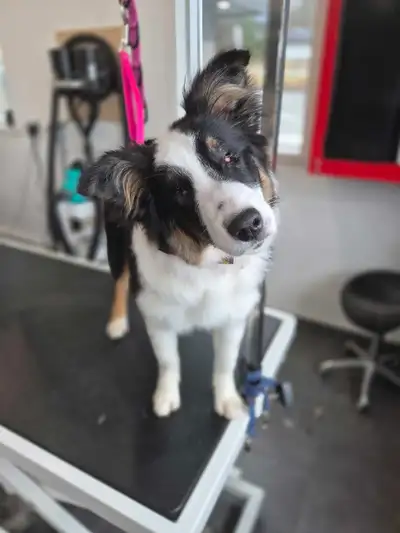 Border collie x Berger australien, View more
