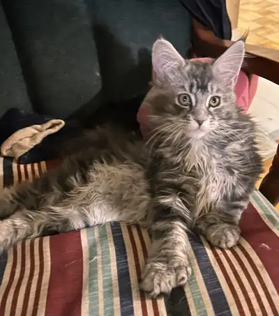 Maine coon kitty , 100% pure breed, View more