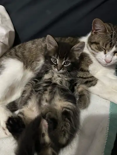 Mixed Persian Long Haired Kittens, need gone asap. Only two months old! Super affectionate, and litt...