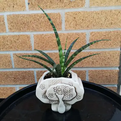 Sansevieria Fernwood Natural, View more