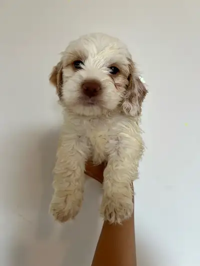 Only 2 left! Mini Cockapoo puppies !, View more