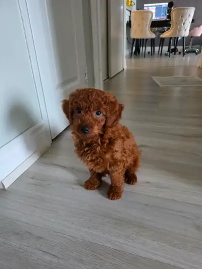 Puppy Toy Poodle, View more
