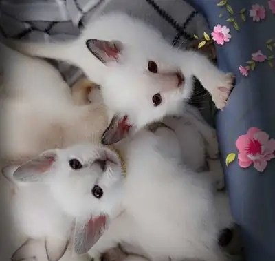 ☘️☘️Magnifiques Chatons Siamois☘️Beautiful Siamese Kittens☘️☘️, View more