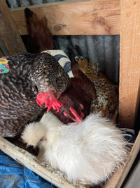 Looking for: Laying hens/pullets