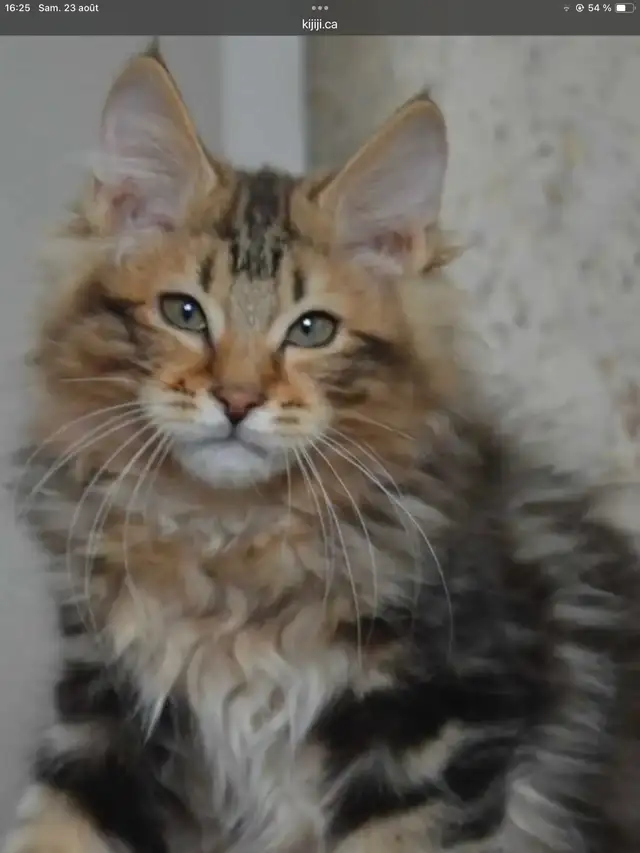 Mainecoon