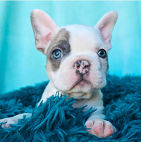 Gorgeous Top Quality  Purebred CKC Frenchies