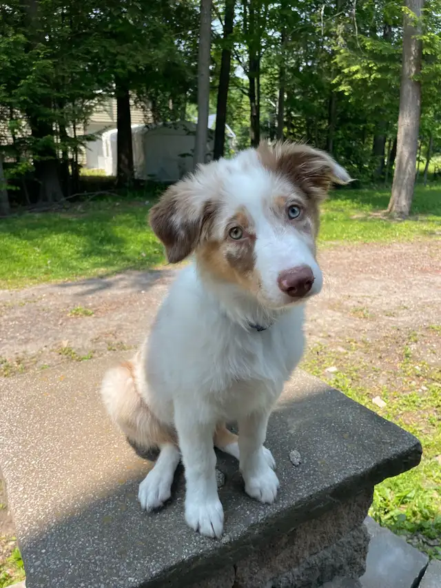 berger australien in Dogs & Puppies for Rehoming in Laval / North Shore - Image 2