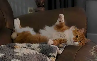 Fully vetted young cats and kittens, View more