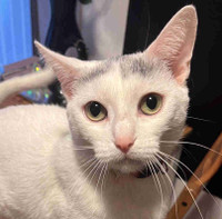 Cat for rehoming - Casper 