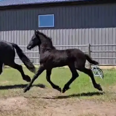 2026 Friesian Colt By Alwin 469, View more